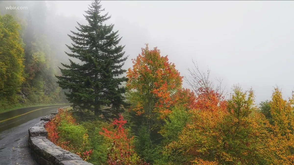A tranquil landscape of fog-covered trees and vibrant autumn foliage, with a winding road disappearing into the Smoky Mountains. The scene emanates peace and invites exploration and reflection in nature.