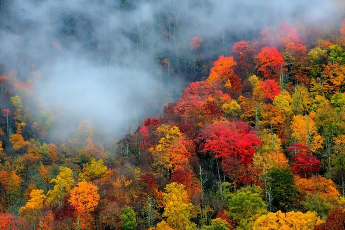 A sweeping view of vibrant autumn foliage, rolling fog, and the shadows of trees blanketing the Smoky Mountains. The image evokes the awe and serenity of exploring nature, hiking, and witnessing seasonal transformations.